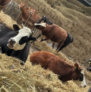 Lakenvelder bij Stal Wolfs