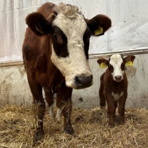 Groninger Blaarkop bij Stal Wolfs