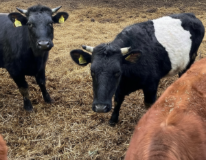 Lakenvelder bij Stal Wolfs