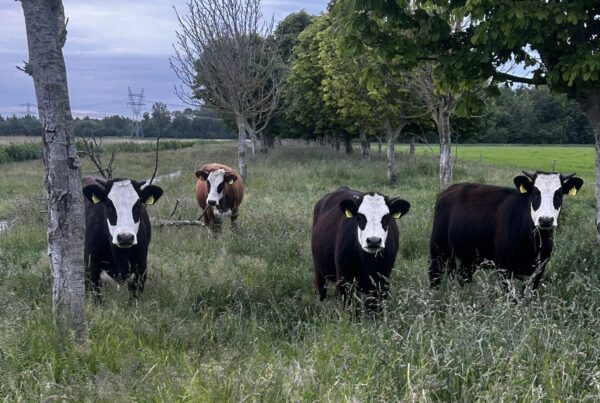 Zeldzame Diersoorten bij Stal Wolfs