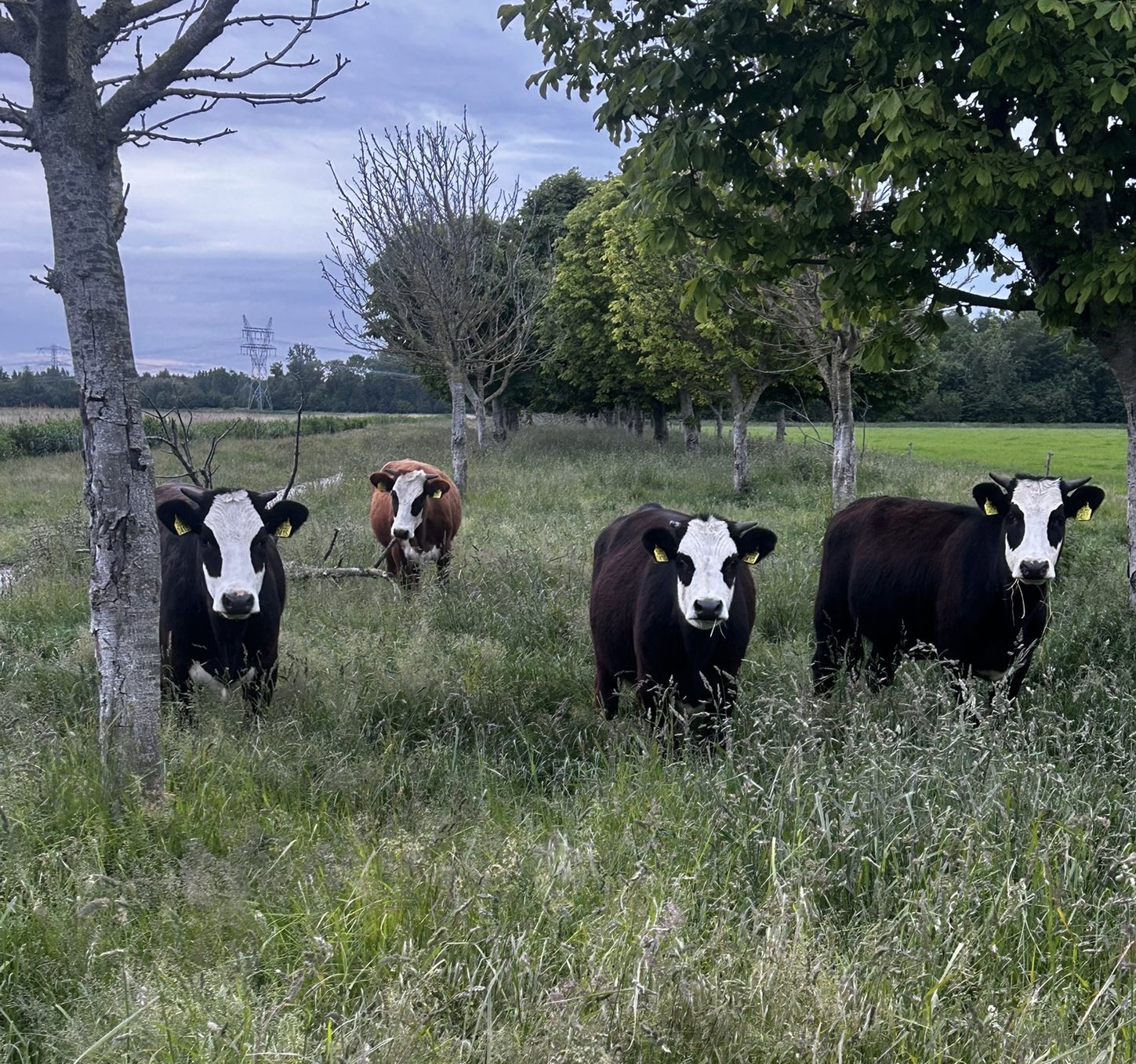 Zeldzame Diersoorten bij Stal Wolfs