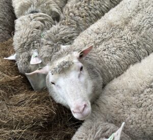Flevolanders bij Stal Wolfs