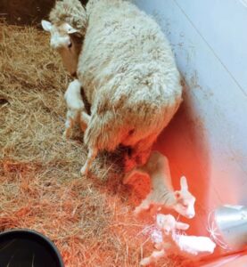 De eerste lammetjes bij Stal Wolfs