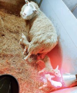 De eerste lammetjes bij Stal Wolfs