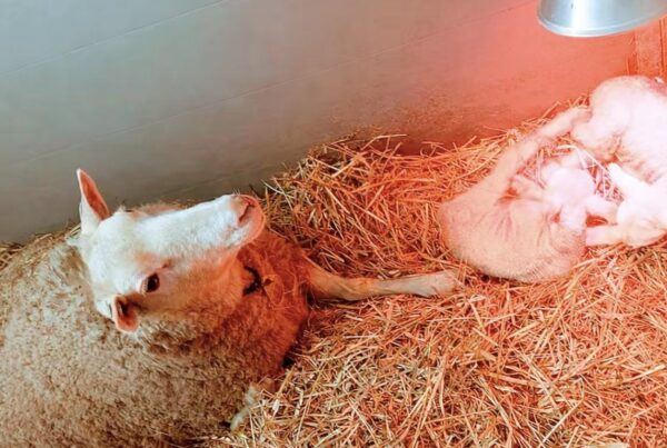 De eerste lammetjes bij Stal Wolfs