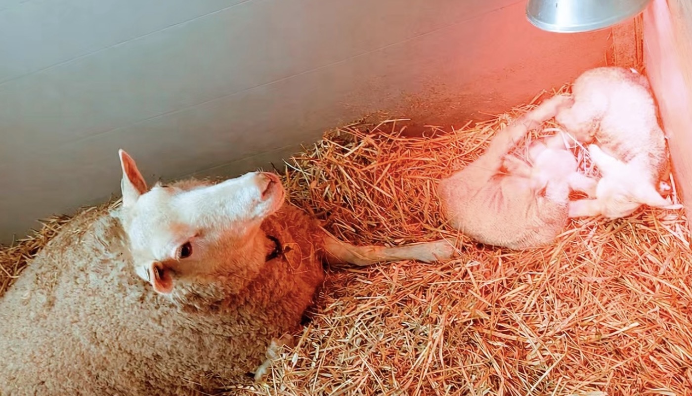 De eerste lammetjes bij Stal Wolfs